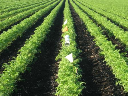 data logger in carrot field