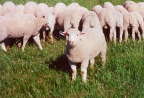 sheep in a pasture