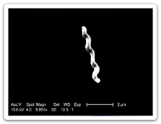 Campylobacter (Campylobacteriosis)