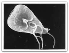 Giardia lamblia (Giardiase)